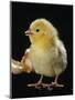 Light Sussex Hen Chick-Jane Burton-Mounted Premium Photographic Print