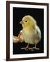 Light Sussex Hen Chick-Jane Burton-Framed Photographic Print