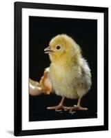 Light Sussex Hen Chick-Jane Burton-Framed Photographic Print