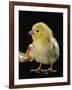 Light Sussex Hen Chick-Jane Burton-Framed Photographic Print