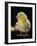 Light Sussex Hen Chick-Jane Burton-Framed Photographic Print