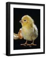 Light Sussex Hen Chick-Jane Burton-Framed Photographic Print