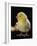 Light Sussex Hen Chick-Jane Burton-Framed Photographic Print