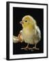 Light Sussex Hen Chick-Jane Burton-Framed Photographic Print