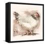 Light Sussex Hen-Tim Kahane-Framed Stretched Canvas