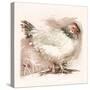 Light Sussex Hen-Tim Kahane-Stretched Canvas