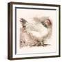 Light Sussex Hen-Tim Kahane-Framed Photographic Print