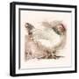 Light Sussex Hen-Tim Kahane-Framed Photographic Print