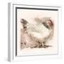 Light Sussex Hen-Tim Kahane-Framed Photographic Print