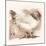 Light Sussex Hen-Tim Kahane-Mounted Photographic Print