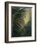 Light Through the Palm Fronds-Mary Spears-Framed Art Print