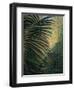 Light Through the Palm Fronds-Mary Spears-Framed Art Print