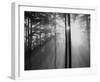 Light Through The Trees I-null-Framed Art Print