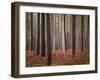 Light Touch-David Baker-Framed Photographic Print