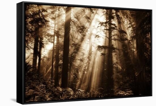 Light Within The Darkness, California Redwoods, Coastal Trees-Vincent James-Framed Stretched Canvas