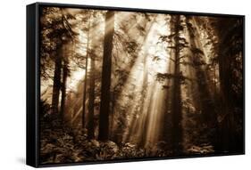 Light Within The Darkness, California Redwoods, Coastal Trees-Vincent James-Framed Stretched Canvas