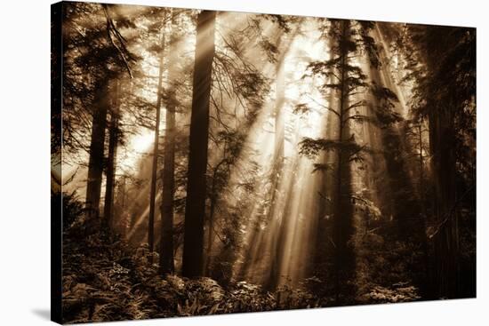 Light Within The Darkness, California Redwoods, Coastal Trees-Vincent James-Stretched Canvas