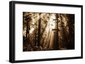 Light Within The Darkness, California Redwoods, Coastal Trees-Vincent James-Framed Photographic Print