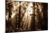 Light Within The Darkness, California Redwoods, Coastal Trees-Vincent James-Mounted Photographic Print