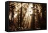 Light Within The Darkness, California Redwoods, Coastal Trees-Vincent James-Framed Stretched Canvas