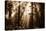 Light Within The Darkness, California Redwoods, Coastal Trees-Vincent James-Stretched Canvas