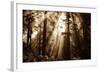 Light Within The Darkness, California Redwoods, Coastal Trees-Vincent James-Framed Photographic Print