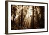 Light Within The Darkness, California Redwoods, Coastal Trees-Vincent James-Framed Photographic Print