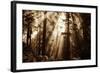 Light Within The Darkness, California Redwoods, Coastal Trees-Vincent James-Framed Photographic Print