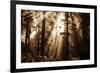 Light Within The Darkness, California Redwoods, Coastal Trees-Vincent James-Framed Photographic Print