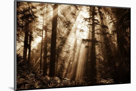 Light Within The Darkness, California Redwoods, Coastal Trees-Vincent James-Mounted Photographic Print