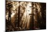 Light Within The Darkness, California Redwoods, Coastal Trees-Vincent James-Mounted Photographic Print