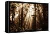 Light Within The Darkness, California Redwoods, Coastal Trees-Vincent James-Framed Stretched Canvas