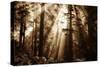 Light Within The Darkness, California Redwoods, Coastal Trees-Vincent James-Stretched Canvas