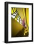 Light-Filipe P Neto-Framed Photographic Print