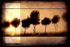 For the Love of Trees I-LightBoxJournal-Giclee Print