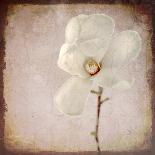 Paper Magnolia-LightBoxJournal-Giclee Print