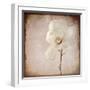 White Frame