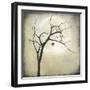 Black Frame