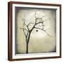 Brown Frame
