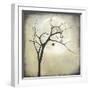 White Frame