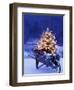 Lighted Christmas Tree in Wheelbarrow-Jim Craigmyle-Framed Photographic Print