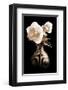 Lighted White Roses-Christine Zalewski-Framed Art Print