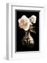 Lighted White Roses-Christine Zalewski-Framed Art Print