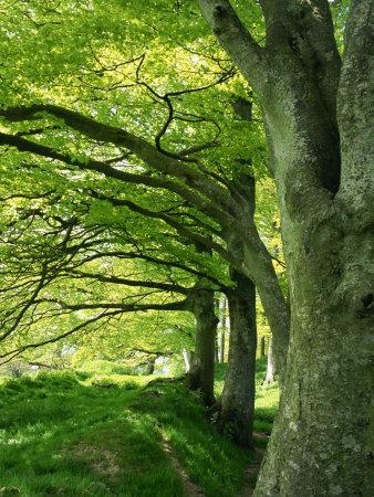 Line of Beech Trees in a Wood in Spring
