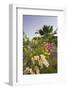 Lighthouse and Bougainvillea-George Oze-Framed Photographic Print