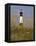 Lighthouse and Seaoats in Early Mooring, Tybee Island, Georgia, USA-Joanne Wells-Framed Stretched Canvas