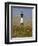 Lighthouse and Seaoats in Early Mooring, Tybee Island, Georgia, USA-Joanne Wells-Framed Premium Photographic Print