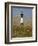 Lighthouse and Seaoats in Early Mooring, Tybee Island, Georgia, USA-Joanne Wells-Framed Photographic Print