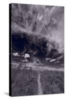 Lighthouse Beach Dunes BW-Steve Gadomski-Stretched Canvas
