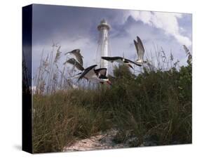 Lighthouse Terns I-Steve Hunziker-Stretched Canvas